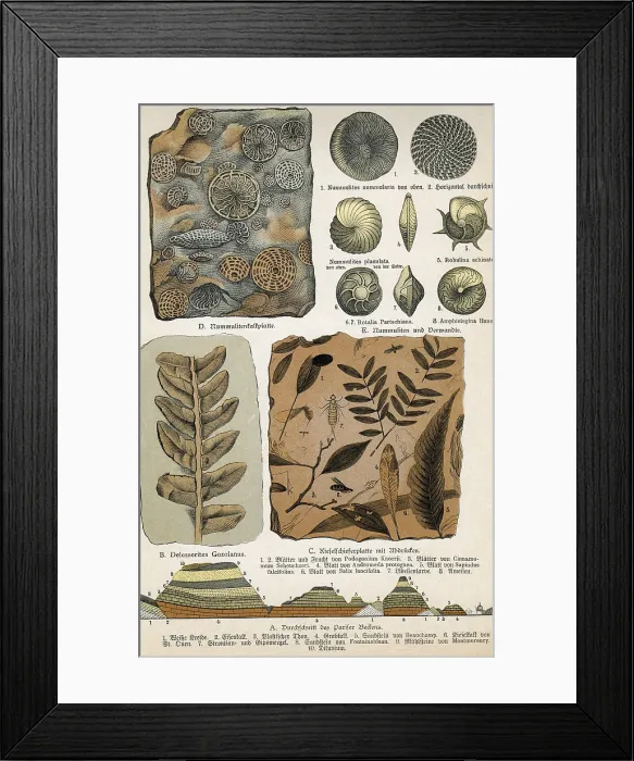 Framed Print : Fossils. Historical artwork of various fossils