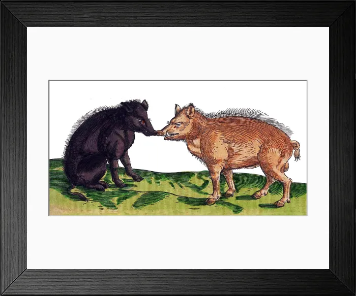 Framed Print : Gessner, Pigs, 16th Century