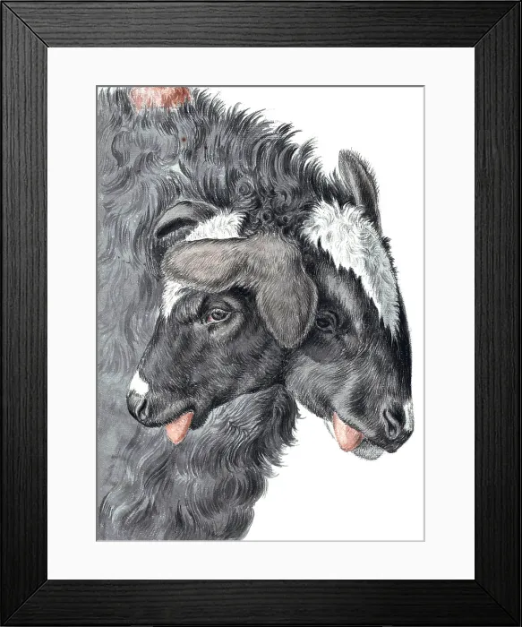 Framed Print : Bicephaly, Two-Headed Sheep Framed Print : Bicephaly, Two-Headed Sheep