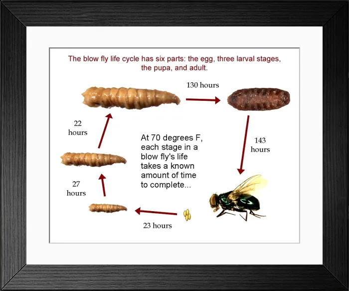 Framed Print : Forensic Helper, Life Cycle of Blow Fly Framed Print : Forensic Helper, Life Cycle of Blow Fly