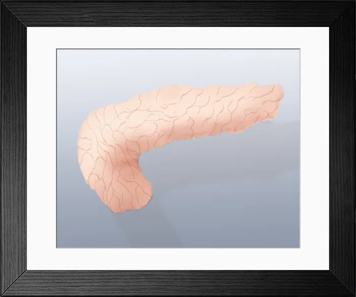 Framed Print : Pancreas Illustration