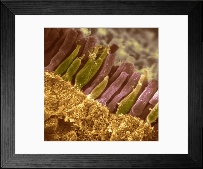 Framed Print : Rods and cones in retina Framed Print : Rods and cones in retina