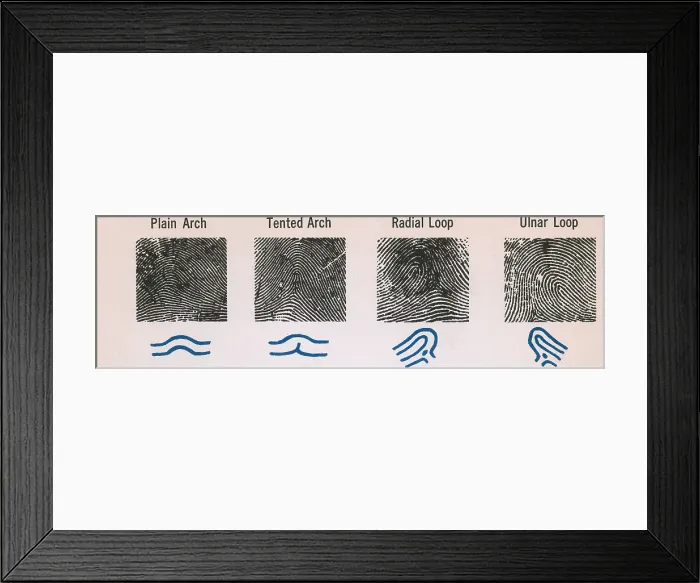 Framed Print : Fingerprint Patterns Framed Print : Fingerprint Patterns
