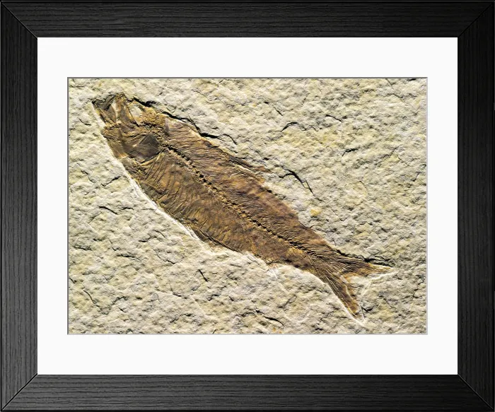Framed Print : Fish fossil Framed Print : Fish fossil
