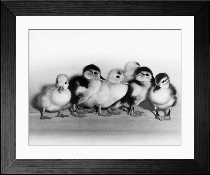 Framed Print : Ducklings Framed Print : Ducklings