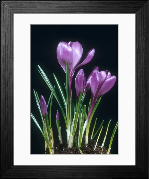 Framed Print : Crocus in Bloom Framed Print : Crocus in Bloom