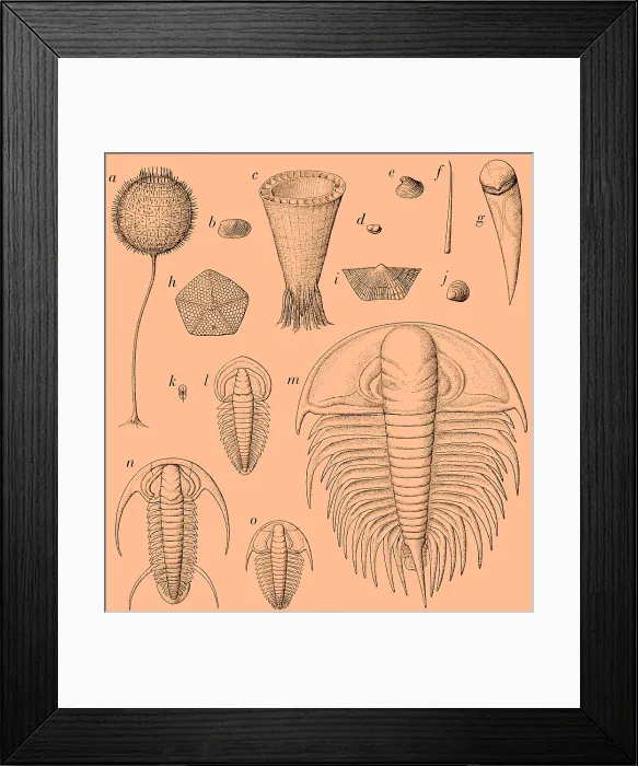 Framed Print : Cambrian Fauna
