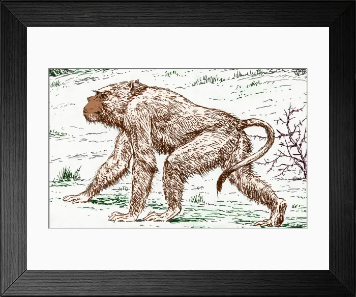 Framed Print : Old World Monkey, Extinct Animals Framed Print : Old World Monkey, Extinct Animals
