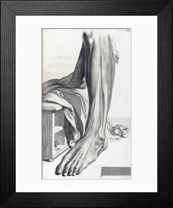 Framed Print : Anatomia humani corporis, Table 80, 1690
