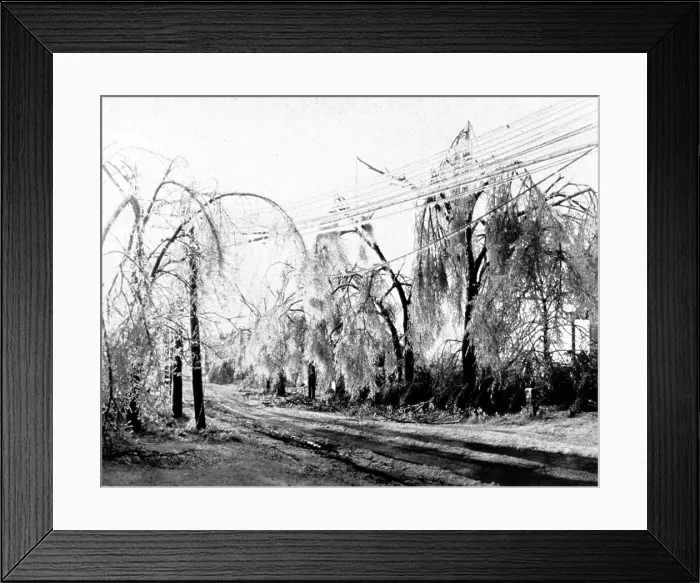 Framed Print : Heavy Hand of Winter on Trees and Wires, 1931 Framed Print : Heavy Hand of Winter on Trees and Wires, 1931