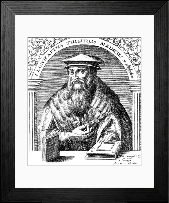 Framed Print : Leonhart Fuchs, German Botanist Framed Print : Leonhart Fuchs, German Botanist