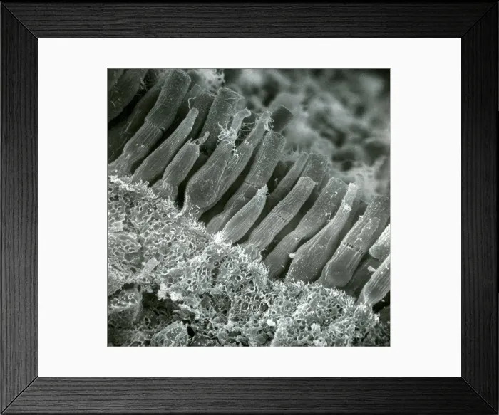 Framed Print : Rods and Cones in Retina Framed Print : Rods and Cones in Retina