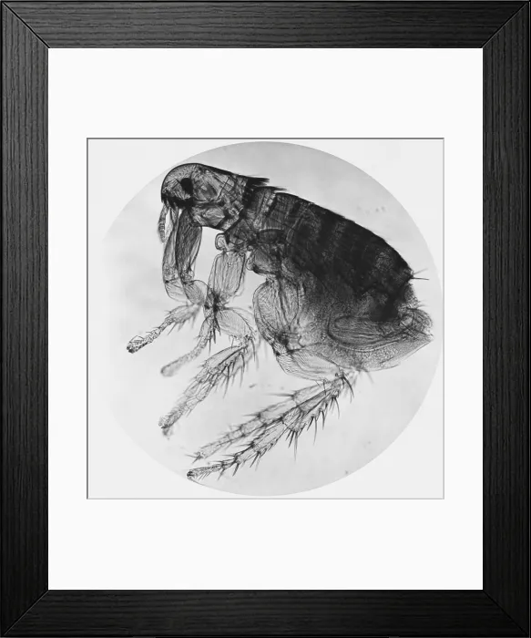 Framed Print : Dog Flea under a microscope Framed Print : Dog Flea under a microscope