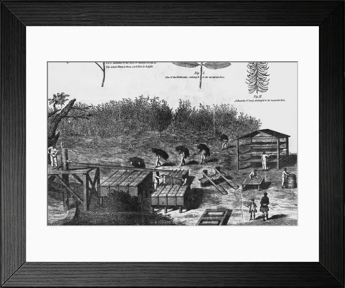 Framed Print : Indigo Culture Framed Print : Indigo Culture
