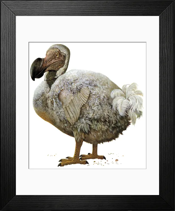 Framed Print : Raphus cucullatus, Dodo Bird, Extinct Framed Print : Raphus cucullatus, Dodo Bird, Extinct