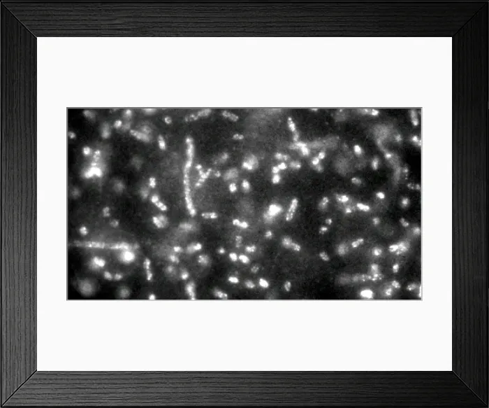 Framed Print : Quantum Dots bound to E.coli Bacteria Framed Print : Quantum Dots bound to E.coli Bacteria