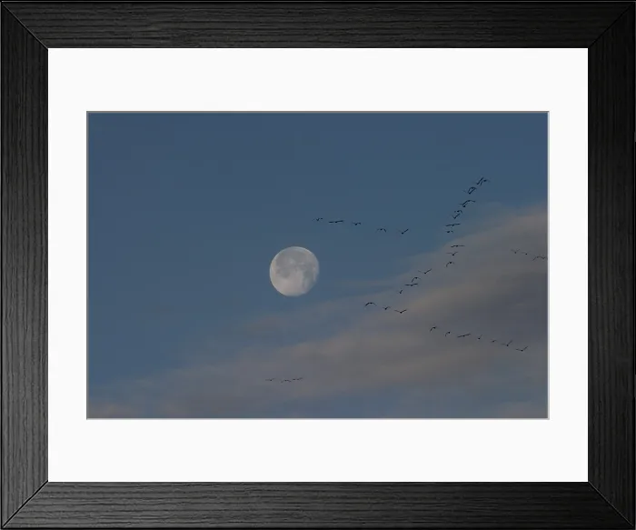Framed Print : Canada Geese at moon set Framed Print : Canada Geese at moon set