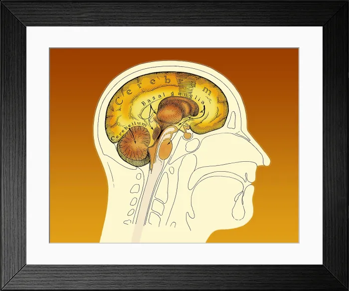 Framed Print : Human Brain