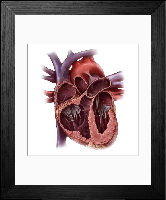 Framed Print : Chambers of the Heart