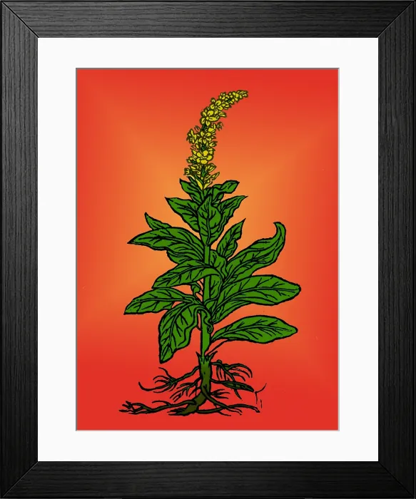 Framed Print : Mullein. The mullein (verbascum thapsus) native to Europe