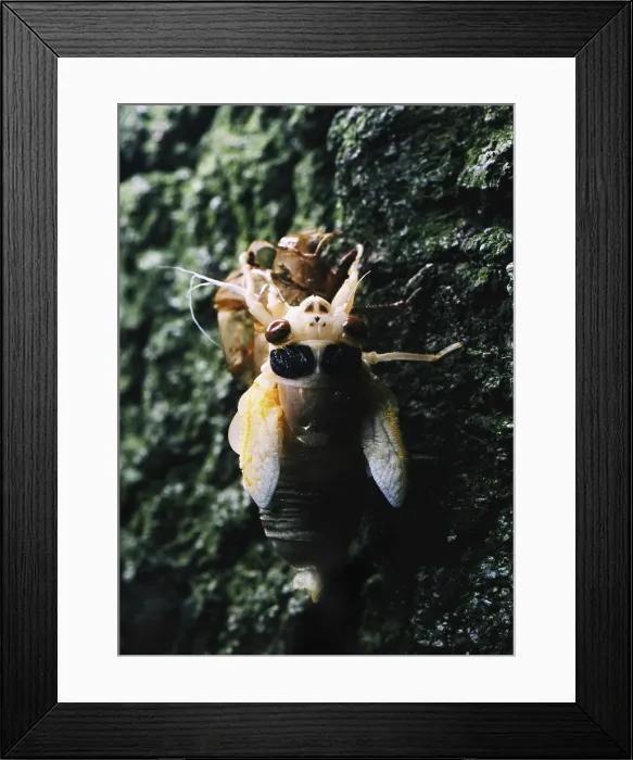Framed Print : Periodical Cicada Framed Print : Periodical Cicada