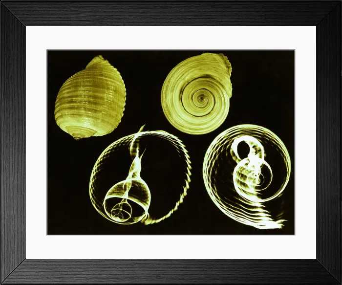 Framed Print : Tun shell, X-ray Framed Print : Tun shell, X-ray