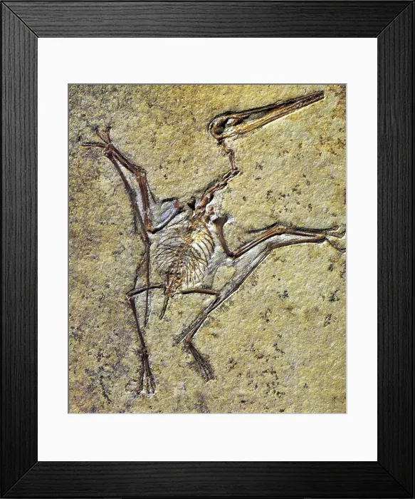 Framed Print : Pterodactylus Framed Print : Pterodactylus