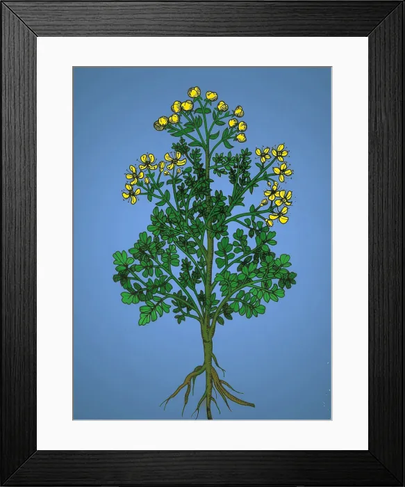 Framed Print : Ruta Graveolens, Alchemy Plant