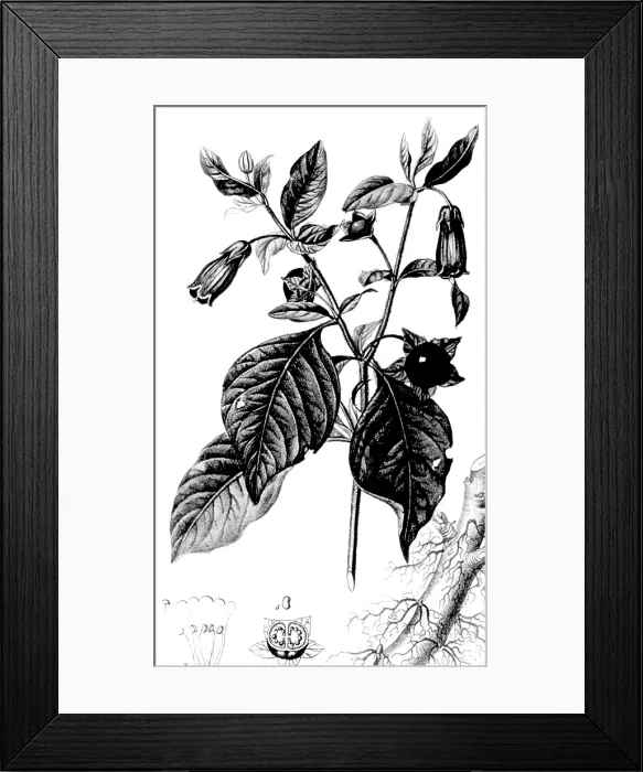 Framed Print : Belladonna, Alchemy Plant