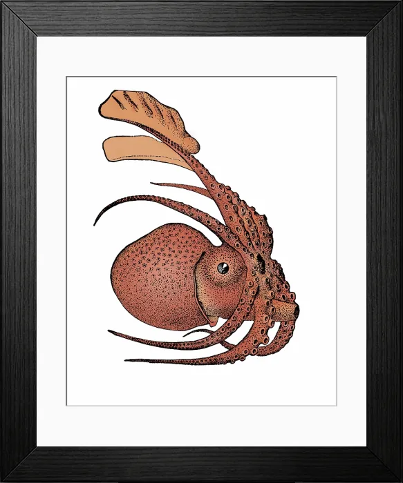 Framed Print : Argonauta argo, Pelagic Octopus Framed Print : Argonauta argo, Pelagic Octopus
