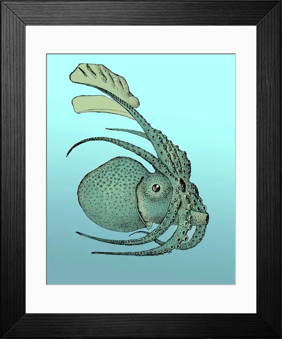 Framed Print : Argonauta argo, Pelagic Octopus Framed Print : Argonauta argo, Pelagic Octopus
