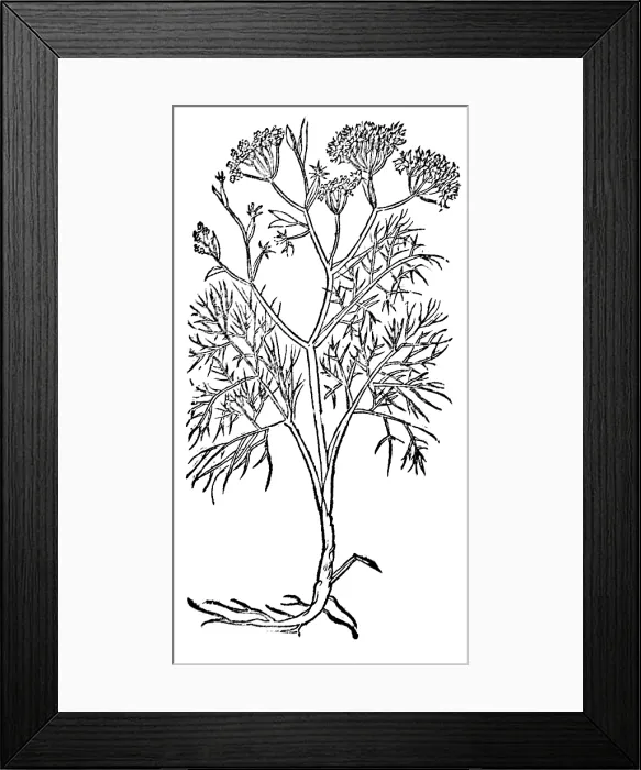 Framed Print : Fennel, Alchemy Plant Framed Print : Fennel, Alchemy Plant