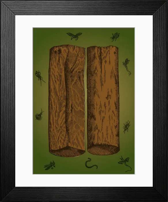 Framed Print : White Sandalwood, Alchemy Plant Framed Print : White Sandalwood, Alchemy Plant