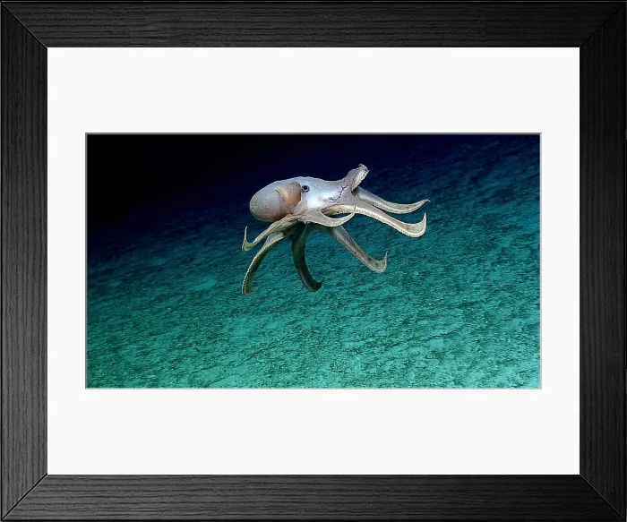 Framed Print : Deep-sea Cirrate Octopod, Grimpoteuthis sp Framed Print : Deep-sea Cirrate Octopod, Grimpoteuthis sp