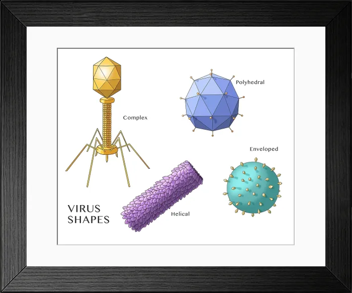 Framed Print : Virus Shapes, Illustration Framed Print : Virus Shapes, Illustration
