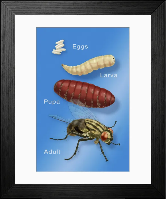Framed Print : Life Stages of a House Fly, Illustration Framed Print : Life Stages of a House Fly, Illustration