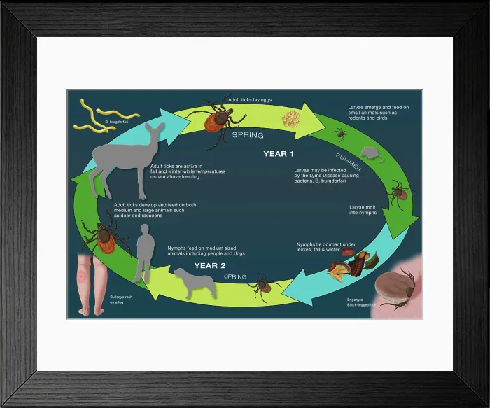 Framed Print : Life Cycle of the Black-legged Tick and Lyme, Illustration Framed Print : Life Cycle of the Black-legged Tick and Lyme, Illustration