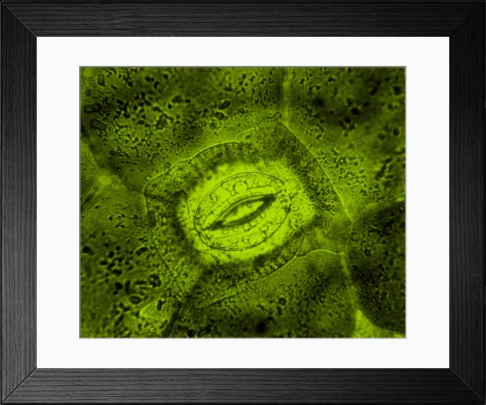 Framed Print : Tradescantia sp. Stomata, light micrograph Framed Print : Tradescantia sp. Stomata, light micrograph