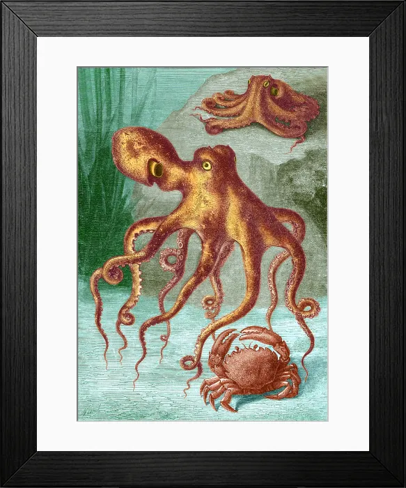 Framed Print : Octopi and Crab, 1833 Framed Print : Octopi and Crab, 1833