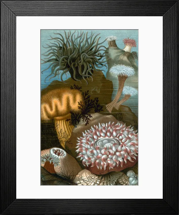 Framed Print : European Sea Anemones Framed Print : European Sea Anemones
