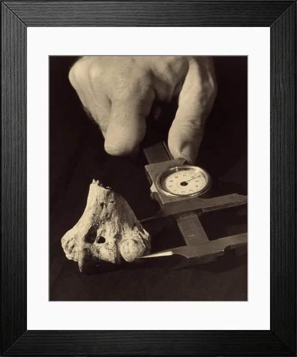 Framed Print : Dinosaur Bone Being Measured Framed Print : Dinosaur Bone Being Measured
