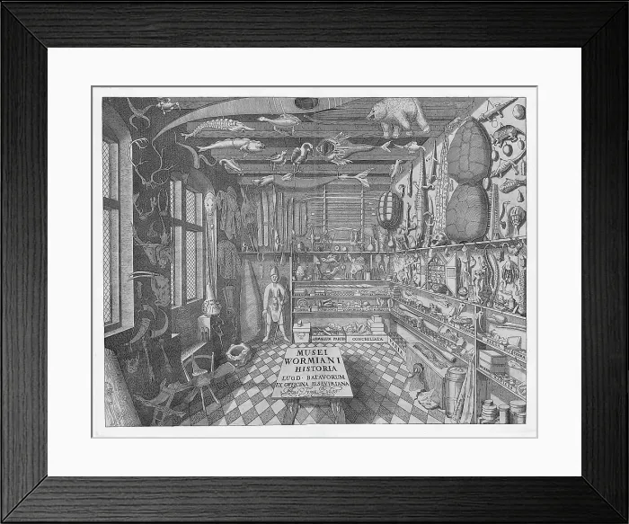 Framed Print : Museum Wormianum, Curiosity Cabinet, 1655 Framed Print : Museum Wormianum, Curiosity Cabinet, 1655