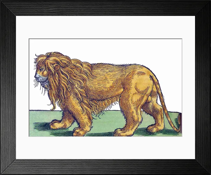 Framed Print : Gessner, Lion, 16th Century Framed Print : Gessner, Lion, 16th Century