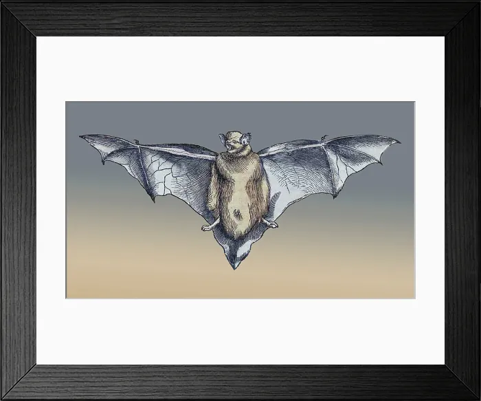 Framed Print : Gessner, Bat, 16th Century Framed Print : Gessner, Bat, 16th Century
