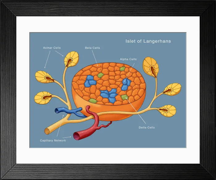Framed Print : Islets of Langerhans, Diagram Framed Print : Islets of Langerhans, Diagram
