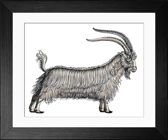 Framed Print : Gessner, Goat, 16th Century