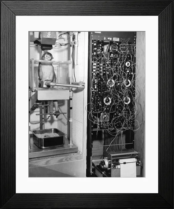 Framed Print : Monkey Behavioral Experiments Framed Print : Monkey Behavioral Experiments