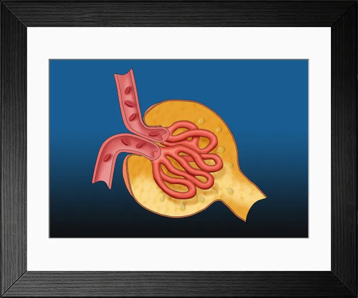 Framed Print : Glomerulus, Illustration