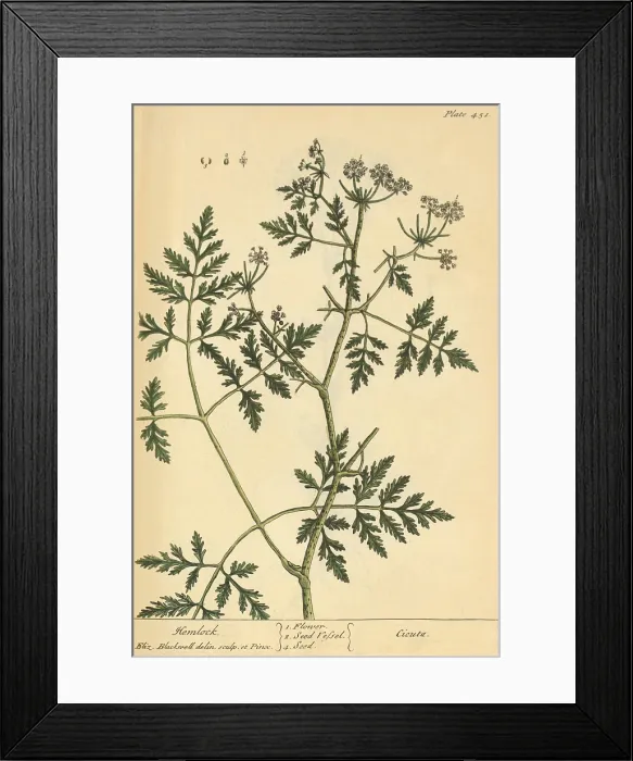 Framed Print : Hemlock, Medicinal Plant, 1737 Framed Print : Hemlock, Medicinal Plant, 1737