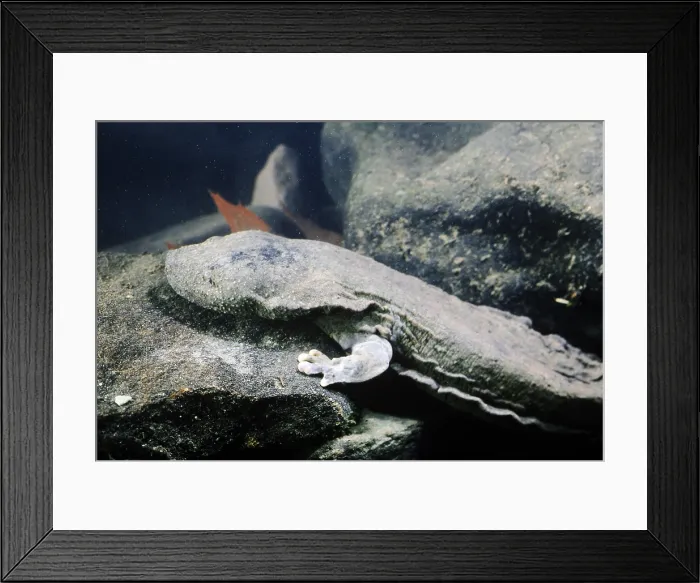 Framed Print : Hellbender Salamander Framed Print : Hellbender Salamander